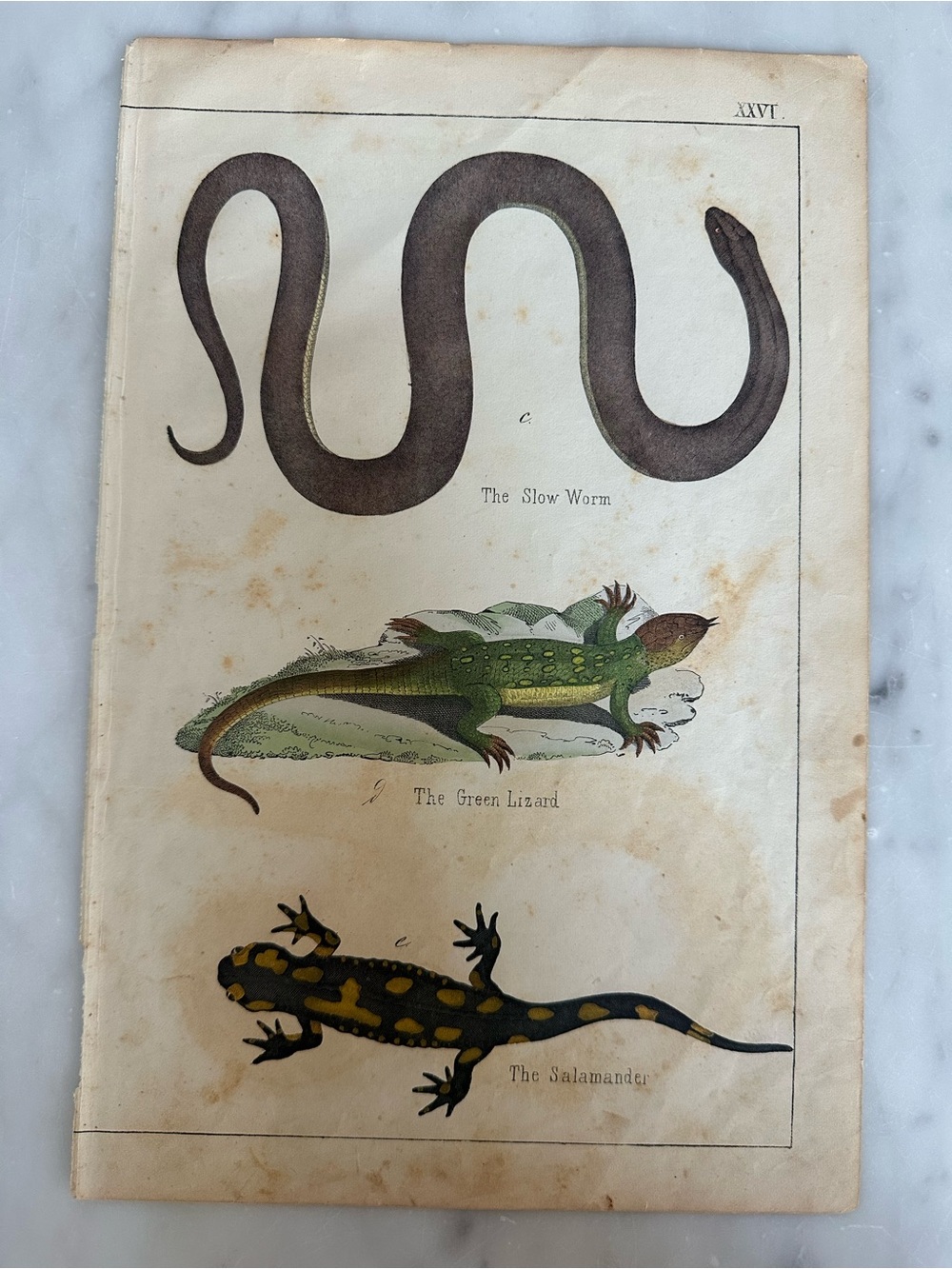 1800s Systematic Natural History by English naturalist George Shaw